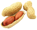 Yer Fıstığı